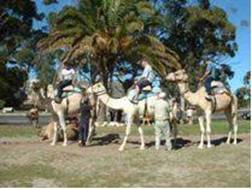 Travelling by camel